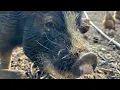 Juliana Mini-Pigs The stuff you should know