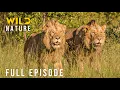 Lagu WILDEST LIONS: When the Kings Defy Nature (Full Episode) | Nature animal documentary