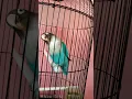 Download Lagu Lovebird fighter gigit ruji (mentil)