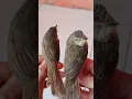 perbedaan burung cigun dewasa jantan dan betina, kelanjutannya ada di video di bawah