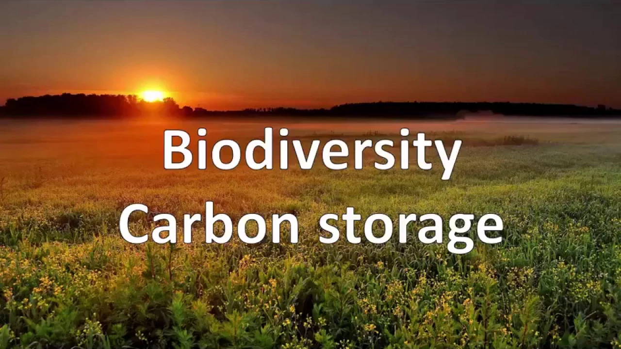 Mycorrhizal Fungi: Invisible Architects of Ecosystem Diversity by Jeremiah A. Henning