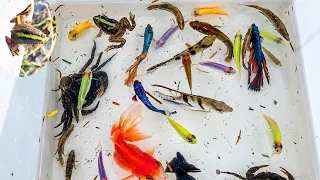 Unbelievable! A giant lake hides colorful betta fish and amazing fish of every color beneath its wat