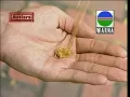 Cenderawasih - A Halim