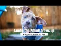 8 Weeks to 6 Months - Life of a Pitbull Puppy