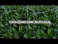 Download Lagu CARA SINGKAT SEMAI CABE RAWIT LOKAL SALO DUA. ANTI GAGAL