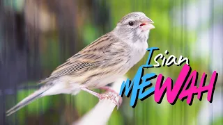 juaranya bikin cengkok mewah masteran kenari isian blackthroat gacor durasi panjang mudah ditiru