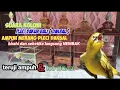 Download Lagu terapi koloni pleci DAKBAL ampuh merangsang pleci cepat birahi dan seketika langsung nembak