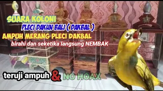 Download terapi koloni pleci DAKBAL ampuh merangsang pleci cepat birahi dan seketika langsung nembak MP3