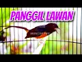 Download Lagu ✅Pancingan Murai Batu Gacor Seketika! BIKIN GACOR MURAI MALAS BUNYI BIAR PLONG BONGKAR MATERI