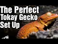 Lagu How To Make The PERFECT Tokay Gecko Enclosure In 5 Easy Steps!