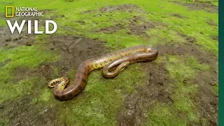 The Anaconda Is A Heavyweight Of Snakes Nat Geo Wild  The Anaconda Is A Heavyweight Of Snakes Nat Geo Wild