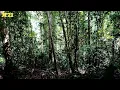 Download Lagu Suara Binatang Khas Hutan Kalimantan