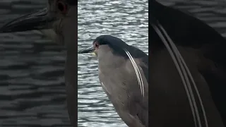 Ушуайя. Что ща птица? #патагония
