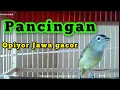 Download Lagu Opior Jawa Gacor