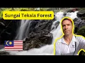 Download Lagu Sungai Tekala River Recreation Forest || Hutan Rekreasi || Jungle hike \u0026 river exploring || Near KL