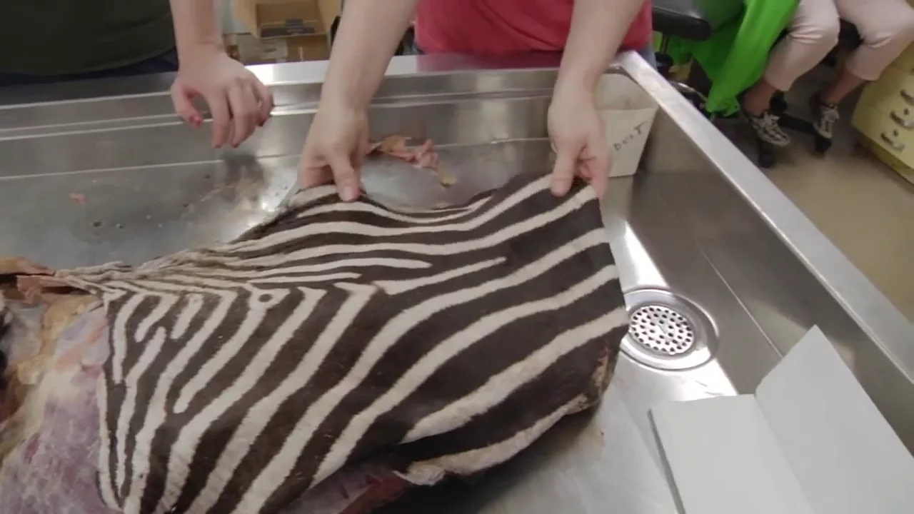 Zebra Bits