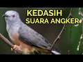 Download Lagu Suara burung kedasih emprit gantil gacor bagus buat masteran