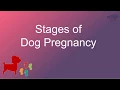 Stages of Dog Pregnancy - Week By Week Calendar with Images