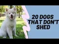 20 Dog That Don t Shed Hypoallergenic Dog Breeds