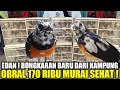 Download Lagu REJEKI SIANG INI ! TURUN HARGA !!! RATUSAN MURAI WARNA \u0026 TROTOL SUPER CUMA MULAI 170.000 AN HARI INI