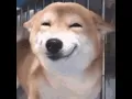 dog smile