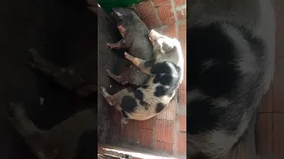acasalamento suino