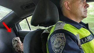 When Hilarious Animals Decide To Mess With The Cops! 🤣 👮Funnniest Animal Videos