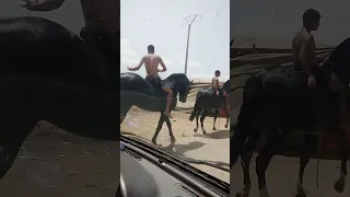 Mehdiya Sultana Saha Ya Saha مهدية سلطانة الصحة يا الصحة 