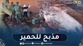 إكتشاف مـذبح سري لذبح الحمير وتسويقها على أنها لحوم حمراء بالطارف 