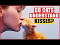 Do Cats Understand Hugs and Kisses