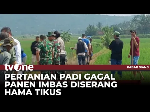 Serangan Hama Tikus Rusak Padi Petani di Semarang
