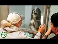 Lost dog realizes his family found him