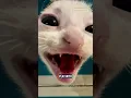 Download Lagu if a kitten meows at you....