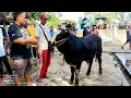 Download Lagu Pedet Pedet Super Pilihan Simental Moncong Paling Super !! Pasar Sapi Ambarketawang Jogja !!