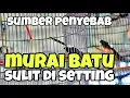 Download Lagu Cara agar segera ketemu settingan untuk murai batu yang pas