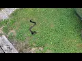 North Carolina timber rattlesnake