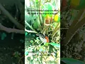 Download Lagu Wings of STRUGGLE Beautiful Butterflies#ytshorts #nature