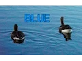 Download Lagu Blue - Troye Sivan - Unofficial Lyric Video