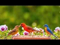 Download Lagu Soothing, Relaxing Music with Beautiful Swiss Scenery 🌿 Restores Nervous System \u0026 Relieves Anxiety