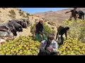 Download Lagu 🍐Amazing journey with a nomadic woman, herding sheep and harvesting wild pears: nomadic life