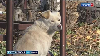 Подросток попал в больницу после нападения собаки: просто случай или осенью животные агрессивнее?