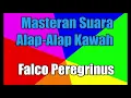 Download Lagu Suara Alap-Alap Kawah (Falco Peregrinus) Untuk Masteran - suara burung masteran terlengkap !!