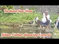 Download Lagu KOLAM 5 TAHUN DI BORONG KAN 2 JUTA 500 ##. KOLAM KECIL IKANNYA GURAMIH / BAWAL BESAR2 ##