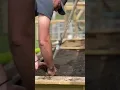 Download Lagu Prepping my raised bed #garden for sunflowers and wildflowers