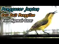 Download Lagu CUITAN SOGON BETINA GACOR BIKIN NAIK EMOSI‼️PANCINGAN SEMUA SOGON AGAR CEPAT RESPON BUNYI GACOR