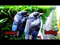 Download Lagu Perbedaan Burung Kekep Babi Jantan Dan Betina