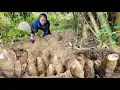 Lagu Meet the giant thorny root: harvesting giant thorny root to sell at the market, cooking | Ly Thi Tam