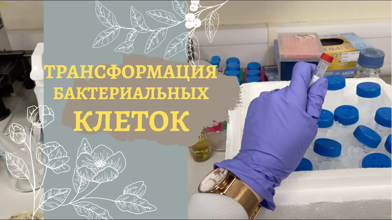 ТРАНСФОРМАЦИЯ // КОМПЕТЕНТНЫЕ КЛЕТКИ // ПЛАЗМИДЫ // ДЕЛАЕМ ЗАМОРОЖЕННУЮ КОЛЛЕКЦИЮ БАКТЕРИЙ