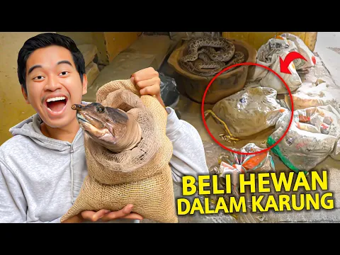 Download MP3 BELI HEWAN DALAM KARUNG DI PEDAGANG HEWAN PALING ANEH! MASUKIN KE KOLAM DI RUMAH!