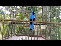 Download Lagu Burung Cucak Biru Kalimantan Exotic Cantik Cetar Membahana gaesss, #kicaumania #cucakbirugacor.